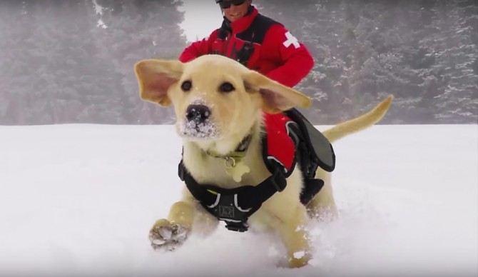 [CULTURE]海外で人気の雪崩レスキュー犬　わずか生後１０週間でトレーニング開始