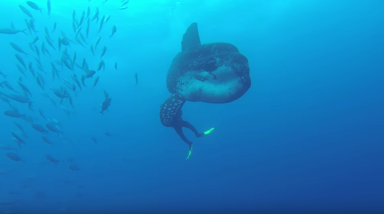 [CULTURE]ポルトガル沖での巨大マンボウ