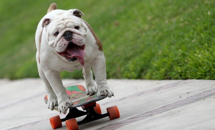 [CULTURE]スケボー犬のオットー君　人間トンネルのギネス記録を樹立 ペルーのリマで